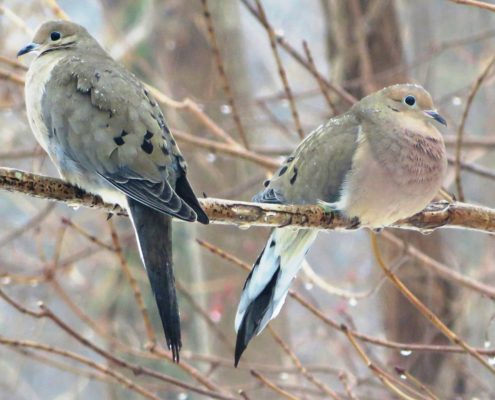 Rain Doves